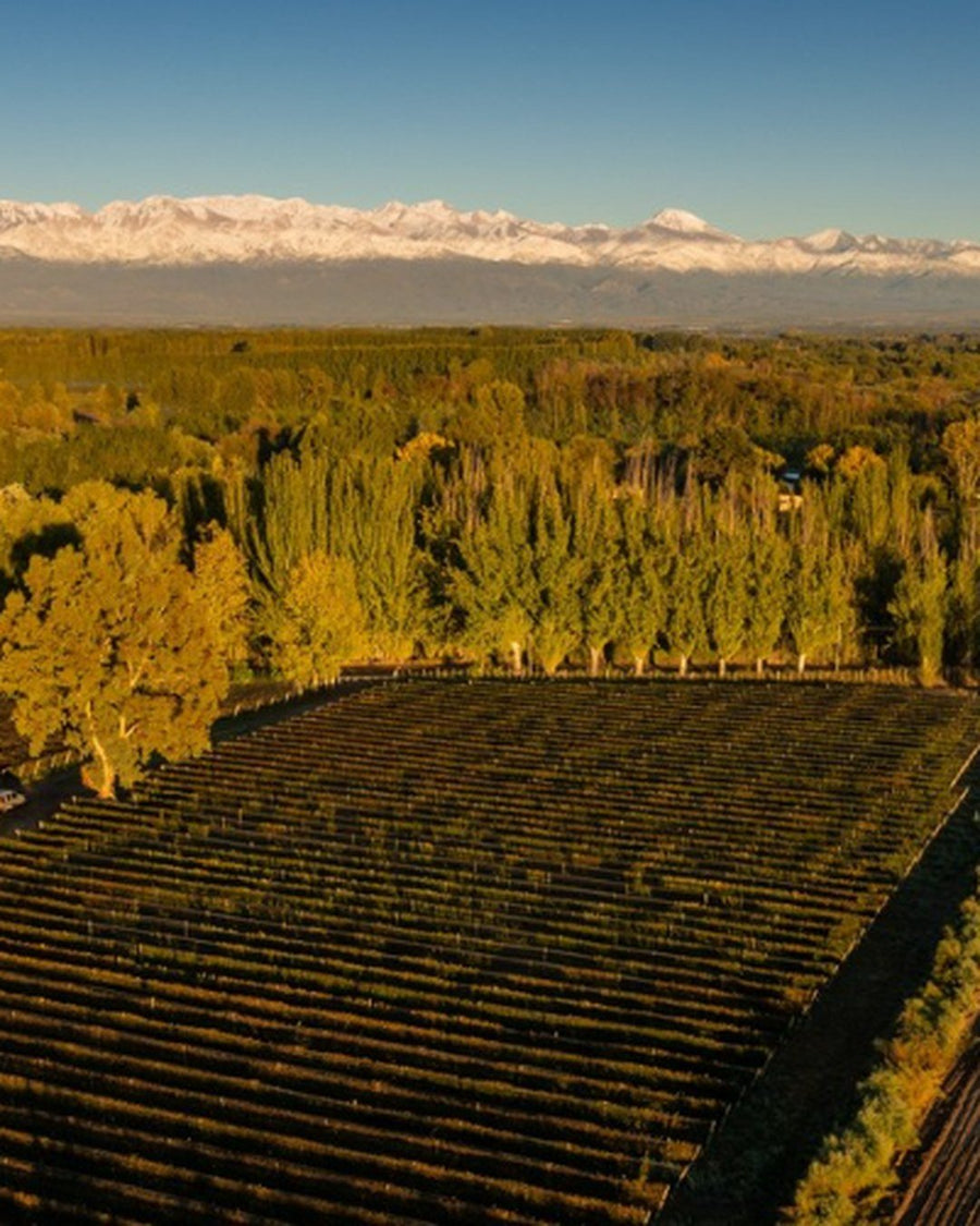 Viñedos del Valle de Uco con la cordillera al fondo