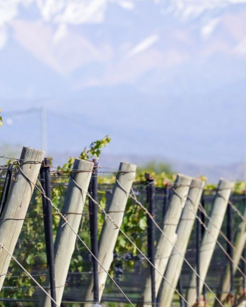Viñedos de Mendoza con la cordillera de los Andes