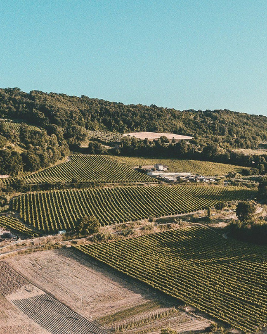 Colinas con viñedos en la región de las Marche, Italia