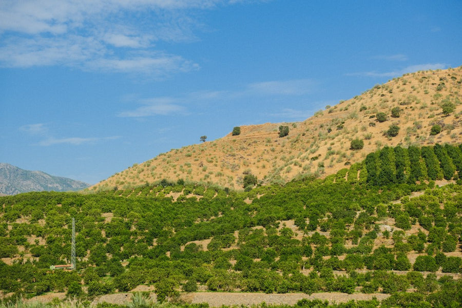 Viñedos en un paisaje de montaña en España